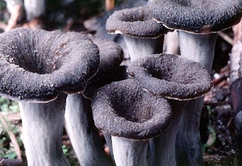trompeta de la muerte